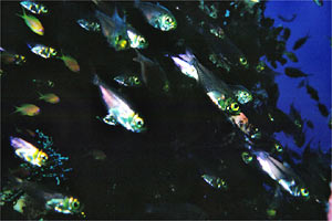 Pesce vetro (Parapriacanthus ransonneti)