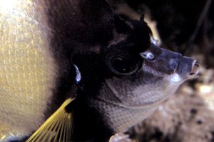 Pesce farfalla virgola (Heniochus intermedius)