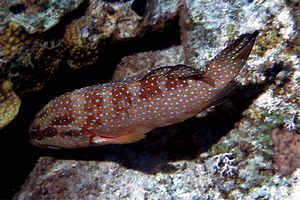 Cernia dei coralli del Mar rosso (Plectropomus pessuliferus marisrubri)