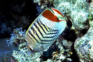 Pesce farfalla coda rossa (Chaetodon paucifasciatus)