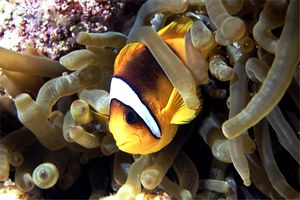 Pesce pagliaccio (Amphiprion bicintus)