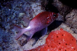 Pesce scoiattolo dalla coda bianca (Sargocentron caudimaculatum)