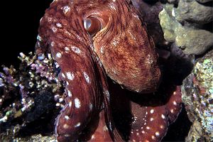 Polpo (Octopus cyanea)