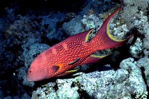 Cernia coda mezzaluna (Variola louti)