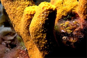 Spugna (Aplysina aerophoba)