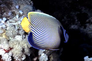 Pesce angelo imperatore (Pomacanthus imperator)