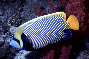 Pesce angelo imperatore (Pomacanthus imperator)