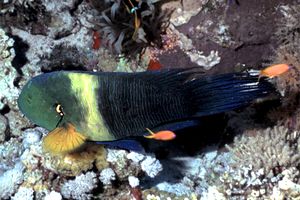 Tordo dalla coda sfrangiata (Cheilinus lunulatus)