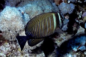 Pesce chirurgo zebra (Zebrasoma desjardinii)