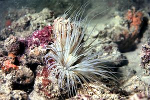 Cerianto (Cerianthus membranaceus)