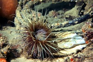 Cerianto (Cerianthus membranaceus)