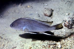 Corvina (Sciaena umbra)