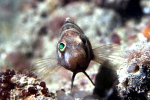 Sacchetto (Serranus hepatus)