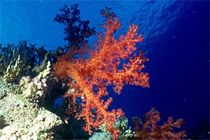 Alcionario rosa (Dendronephthya hemprichi)