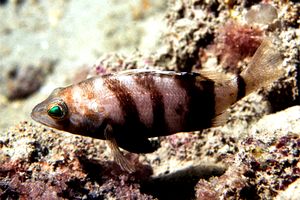 Sacchetto (Serranus hepatus)