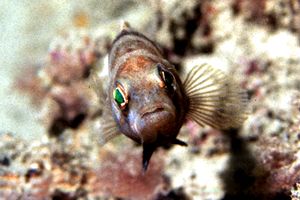 Sacchetto (Serranus hepatus)