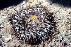 Attinia calice (Cereus pedunculatus)