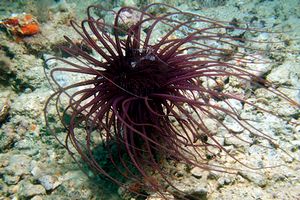 Cerianto (Cerianthus membranaceus)