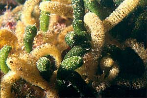 Alga verde (Dasycladus vermicularis)