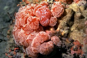 Fragola di mare (Aplidium elegans)