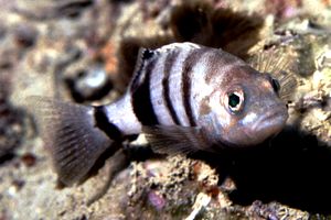 Sacchetto (Serranus hepatus)