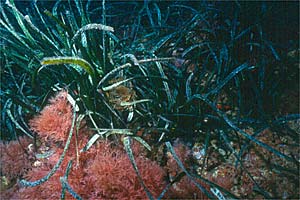 Posidonia (Posidonia oceanica)