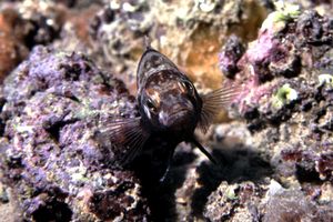 Sacchetto (Serranus hepatus)