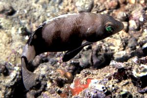 Sacchetto (Serranus hepatus)