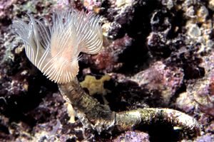 Verme dal ciuffo bianco (Protula tubularia)