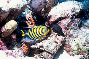 Pesce angelo (Pygoplites diacanthus)