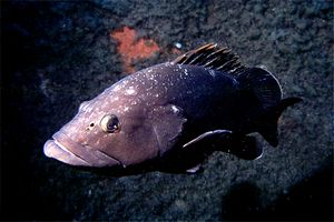 Cernia bruna (Epinephelus marginatus)