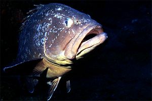 Cernia bruna (Epinephelus marginatus)