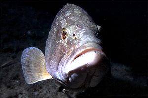 Cernia bruna (Epinephelus marginatus)