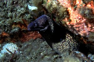 Murena (Muraena helena)