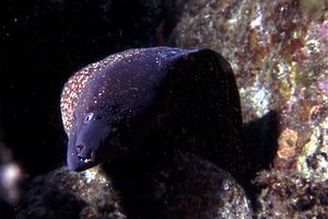 Murena (Muraena helena)