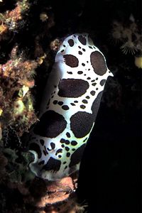 Vacchetta di mare (Discodoris atromaculata)