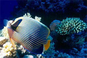 Pesce angelo imperatore (Pomacanthus imperator)