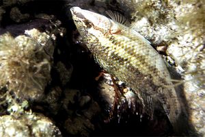 Tordo pavone (Symphodus tinca)