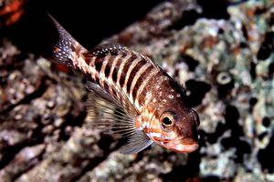 Perchia (Serranus cabrilla)