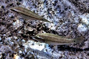 Tordo pavone (Symphodus tinca)