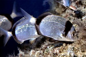 Sarago fasciato (Diplodus vulgaris)