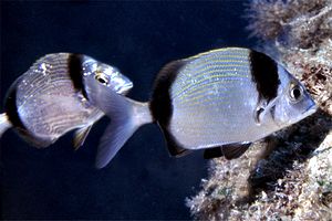 Sarago fasciato (Diplodus vulgaris)