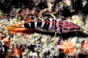 Sciarrano (Serranus scriba)