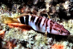 Sciarrano (Serranus scriba)