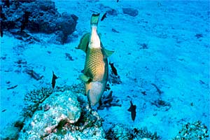 Pesce balestra (Balistoides viridescens)