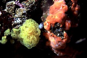 Spugna gialla (Clathrina clathrus)