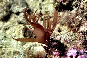 Alga rossa (Halymenia floresia)