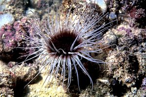 Cerianto (Cerianthus membranaceus)