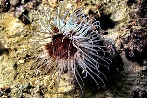 Cerianto (Cerianthus membranaceus)