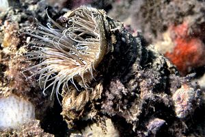 Cerianto (Cerianthus membranaceus)